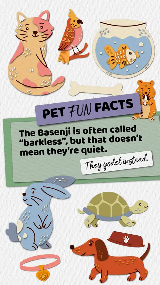 Fun Facts  Basenji