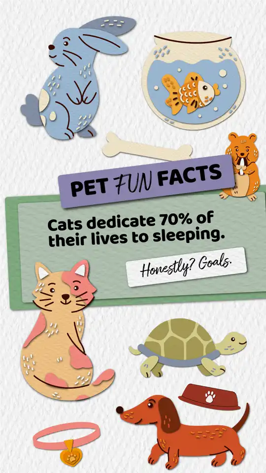 Fun Facts  Cat Sleeping