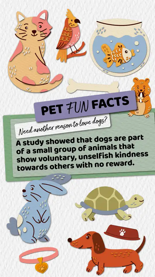 Fun Facts  Dogs