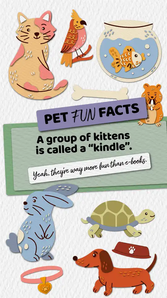 Fun Facts  Kittens