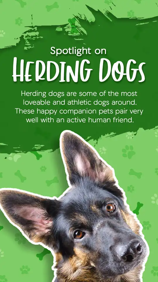 Herding Dogs