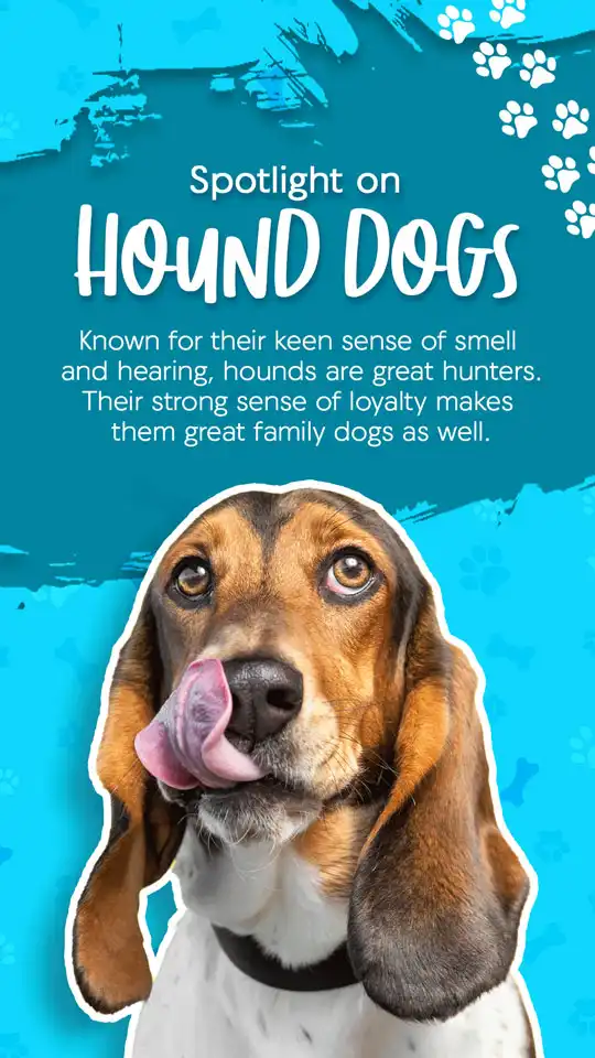 Hounds