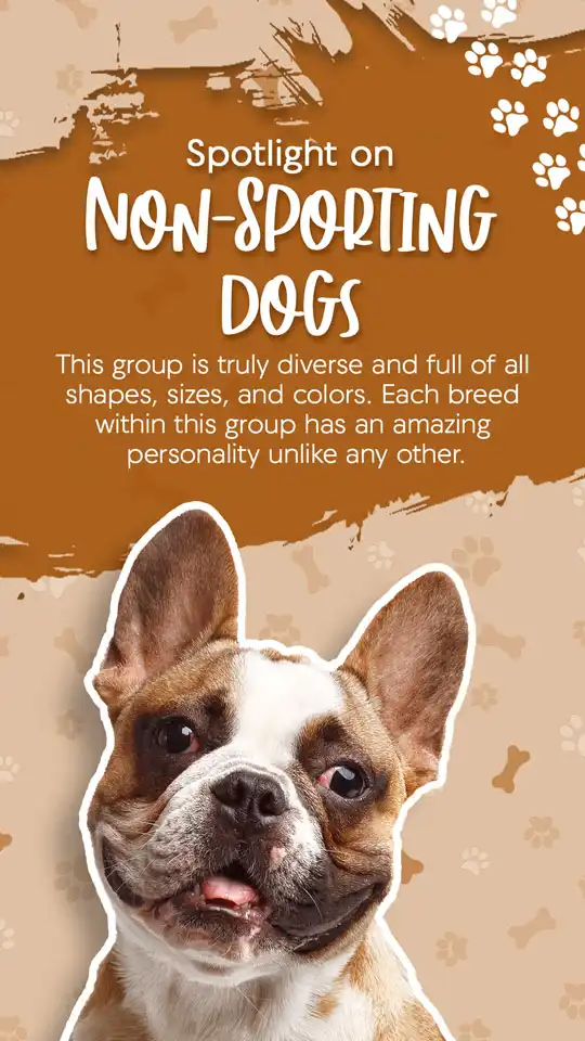 Non Sporting Dogs