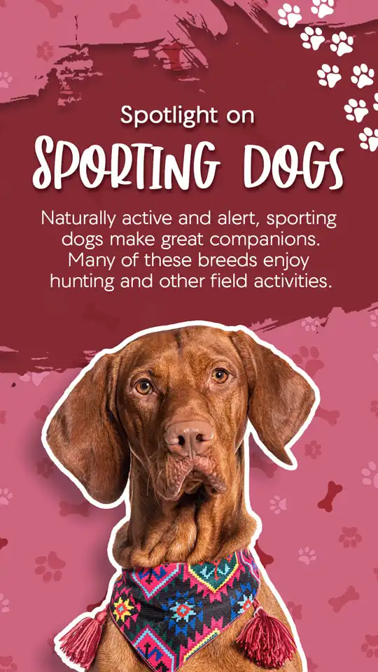 Sporting Dogs