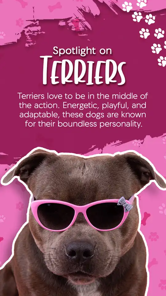 Terriers