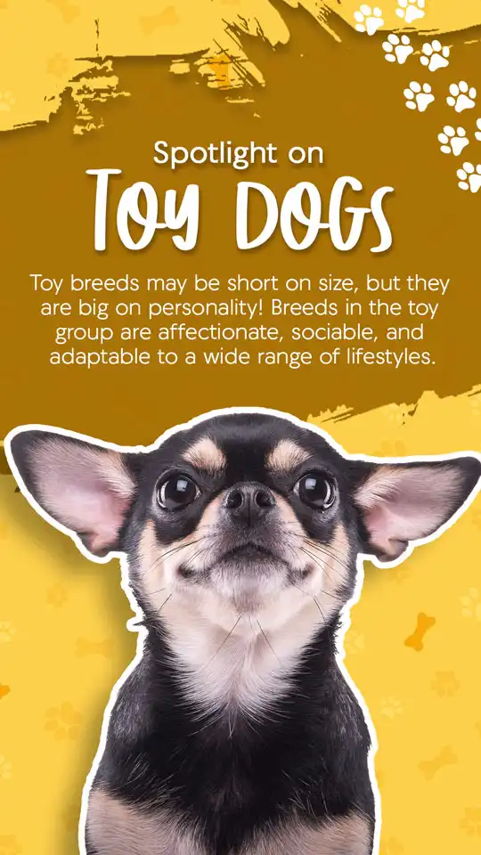 Toy Dogs
