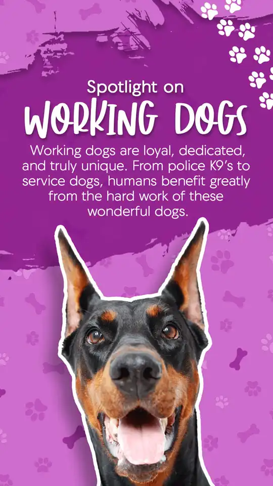 Working Dogs