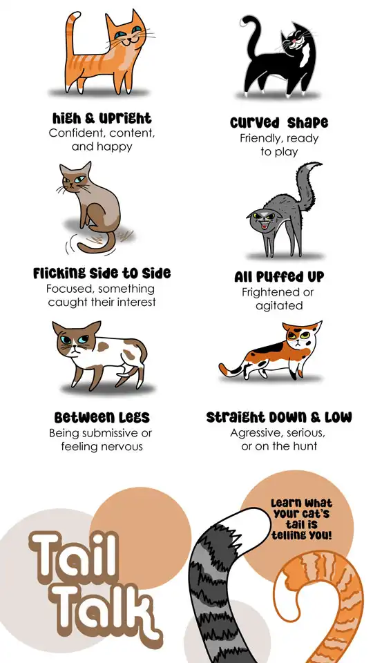 Cat Tail Language